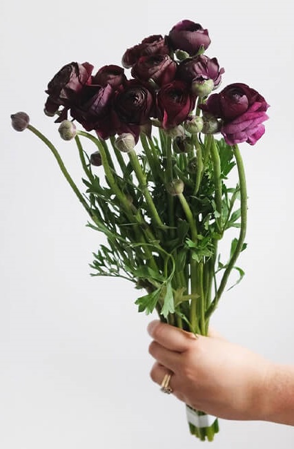 Ranunculus - Burgundy/Wine red - 45 cm - 4