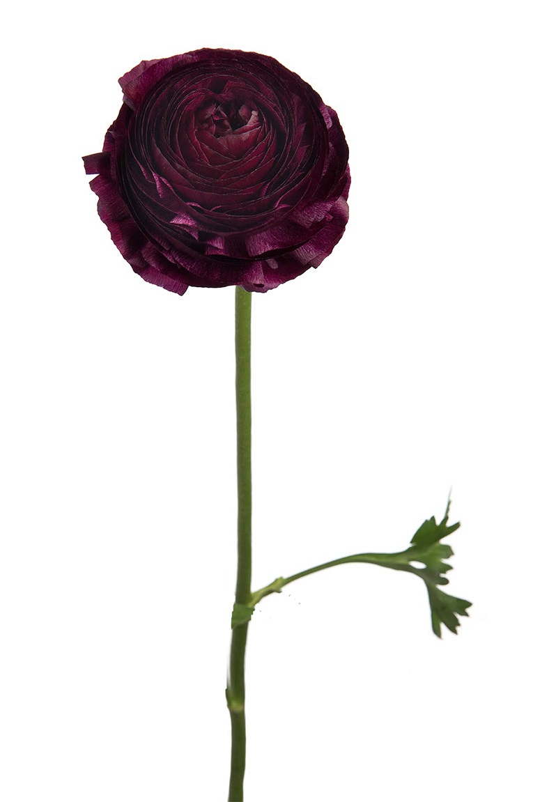 Ranunculus - Burgundy/Wine red - 45 cm - 5