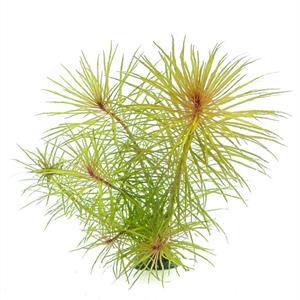 Dennerle Plants Pogostemon stellatus sp i Kruka - 2