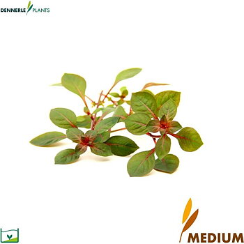 Dennerle Plants Ludwigia spec. "Super Red" i Kruka