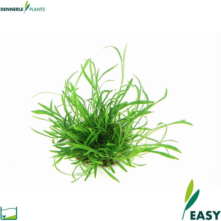 Dennerle Plants Lilaeopsis brasiliensis i Kruka
