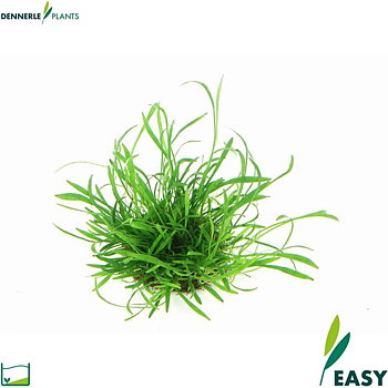 Dennerle Plants Lilaeopsis brasiliensis i Kruka