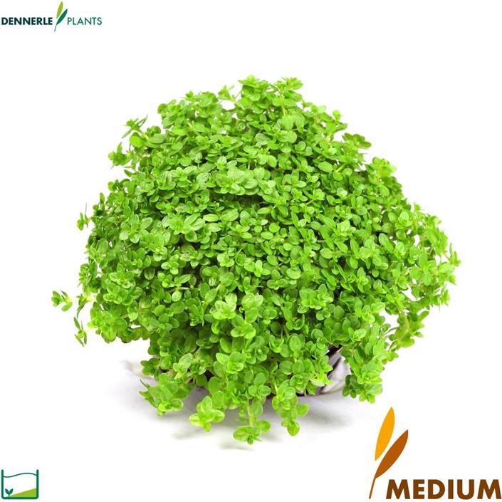 Dennerle Plants Hemianthus callitrichoides "Cuba" i Kruka