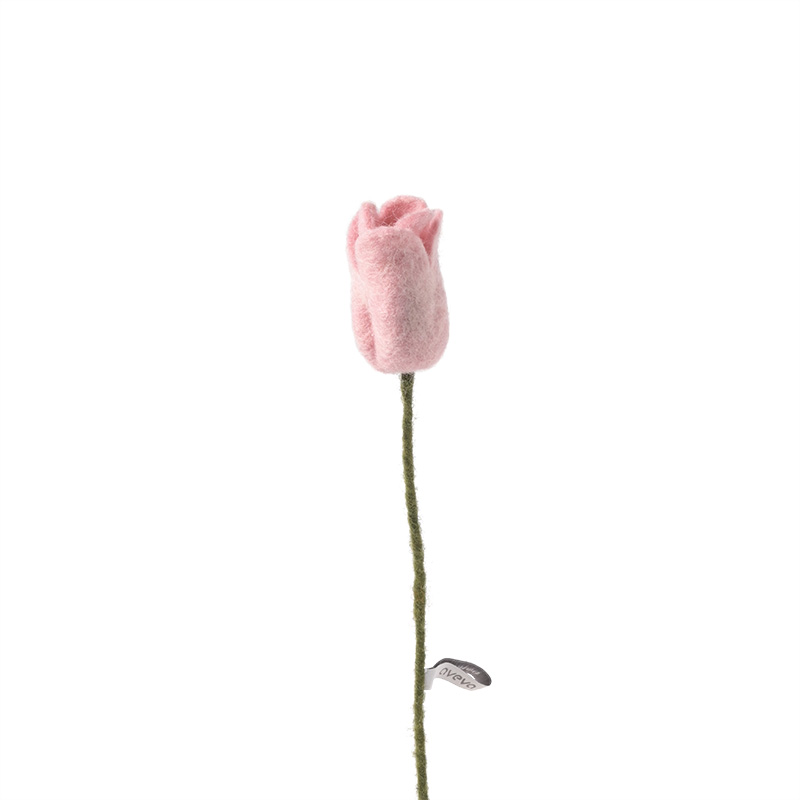 Pink tulip