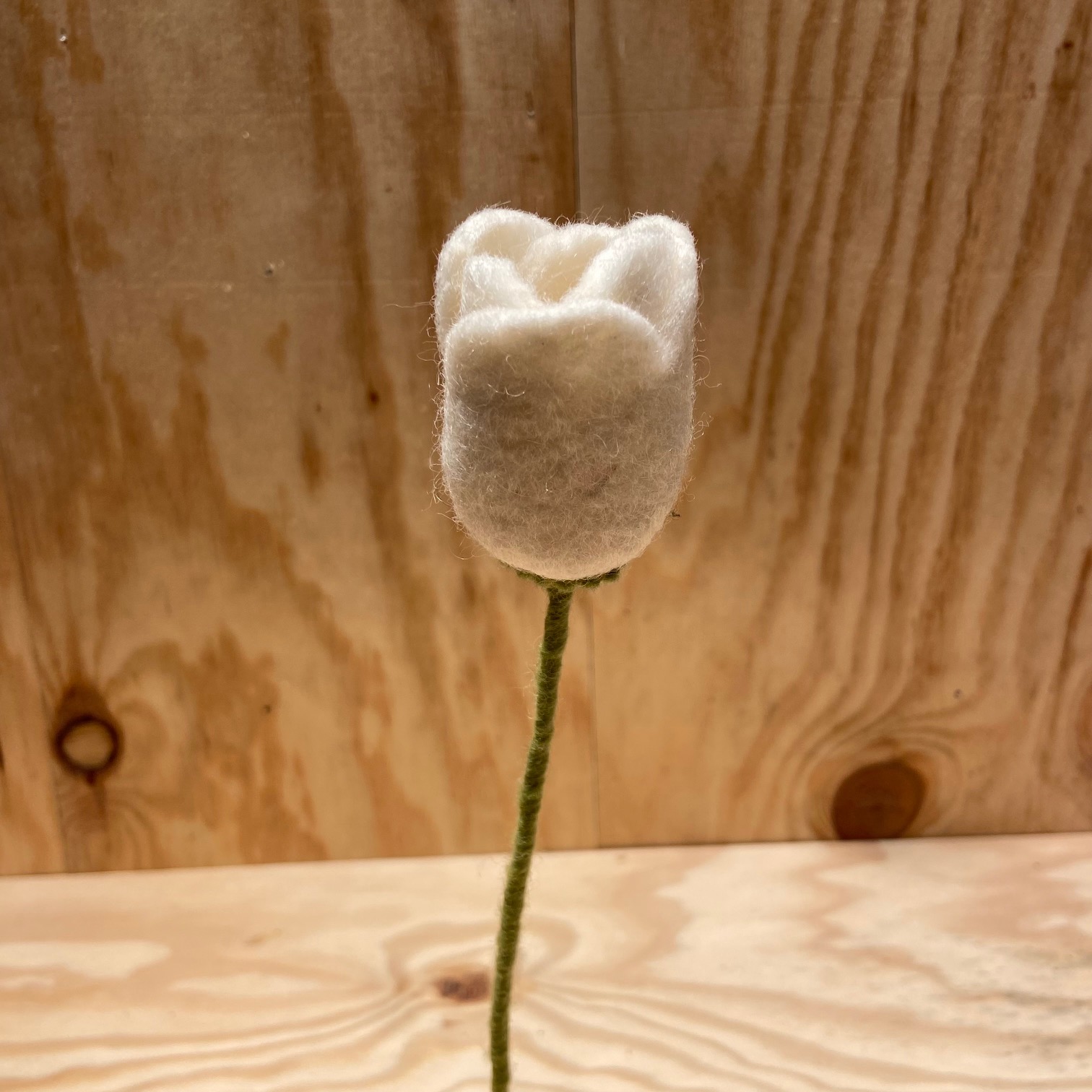 Tulip White