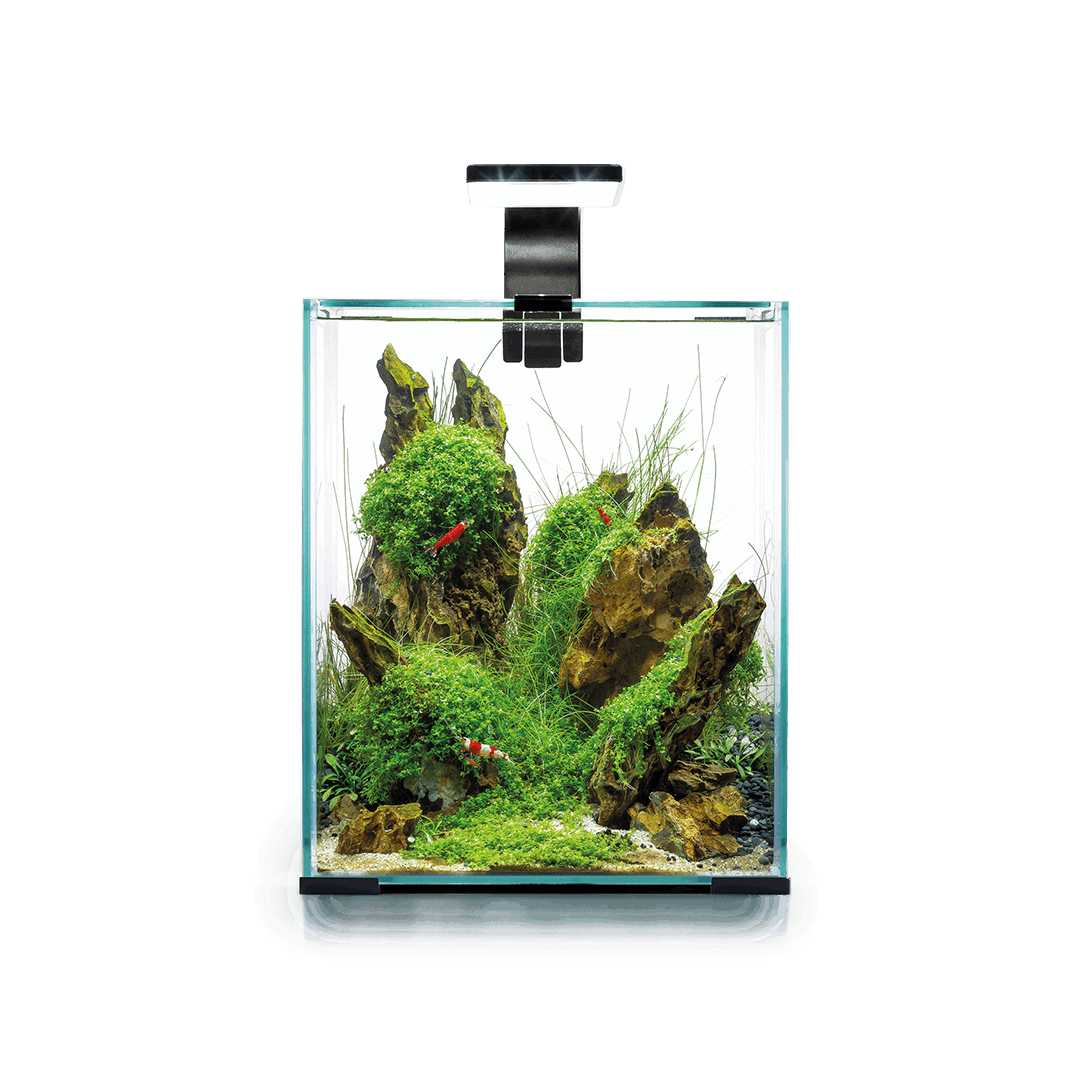 Aquael Shrimpset 10 Akvarium Svart LxBxH: 20x20x25 cm, 10 liter (Utgående modell) - 4