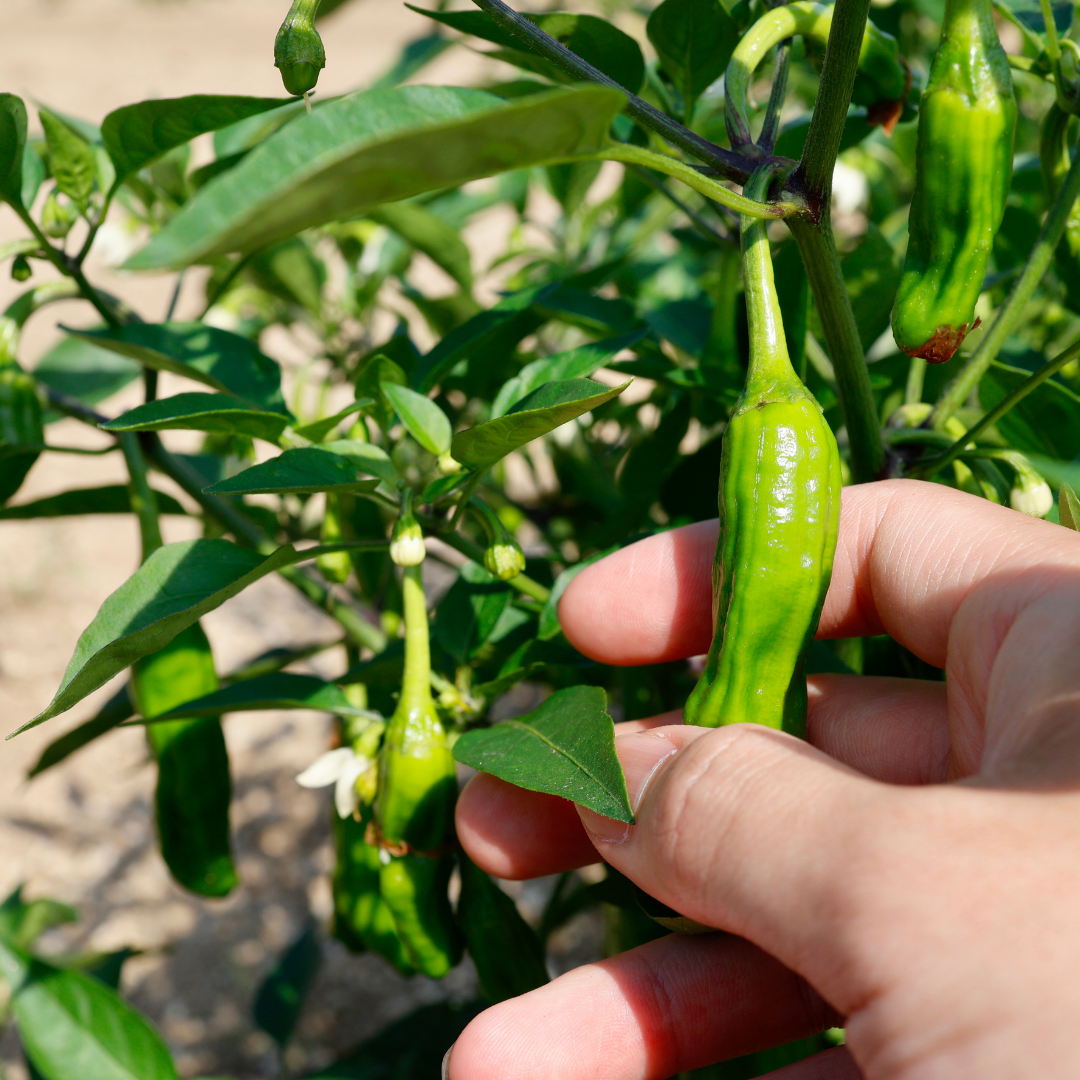 Ekologisk Chili - Shishito - Fefferoni - 4