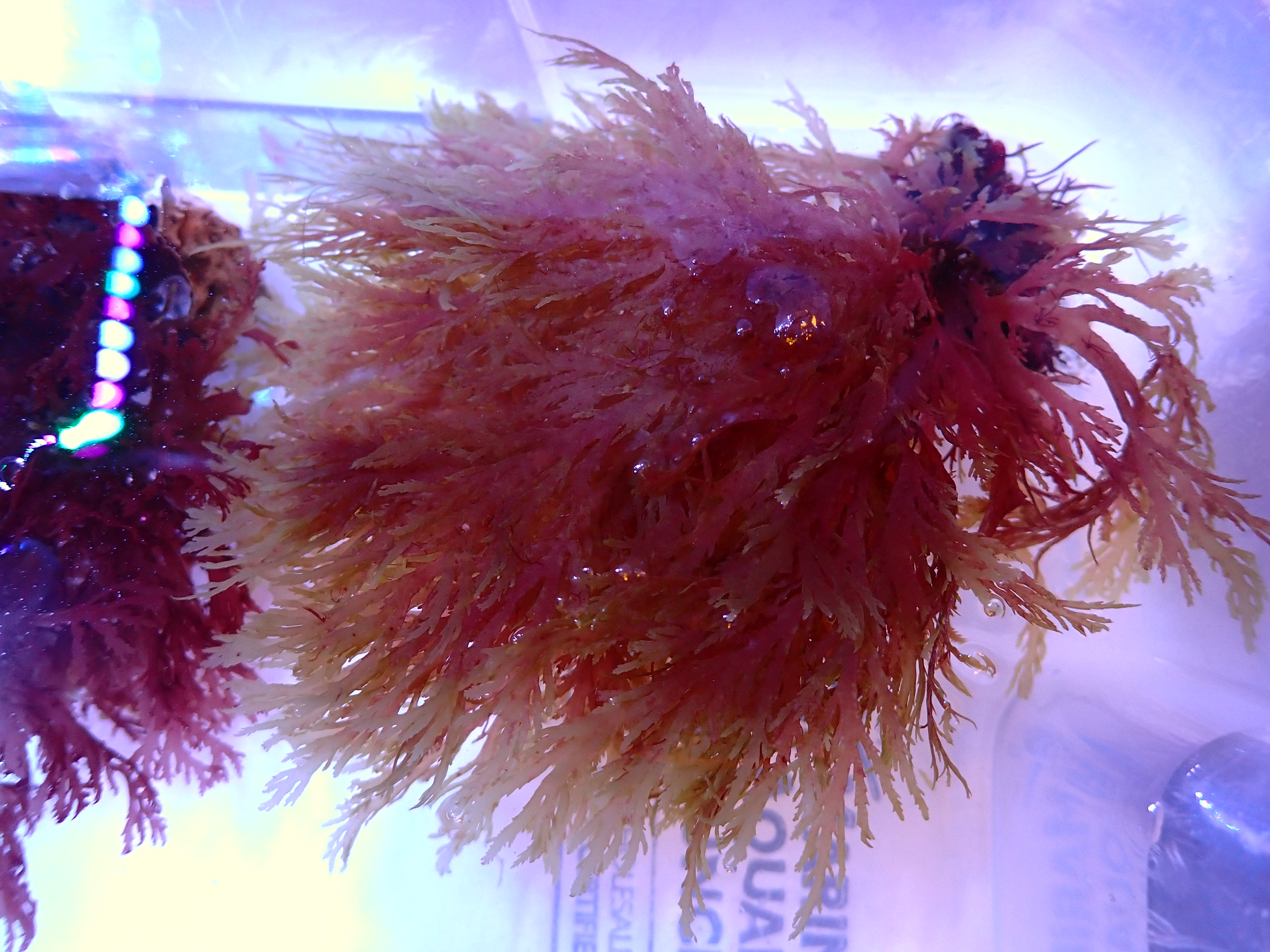 Rhodophyta phylum orange