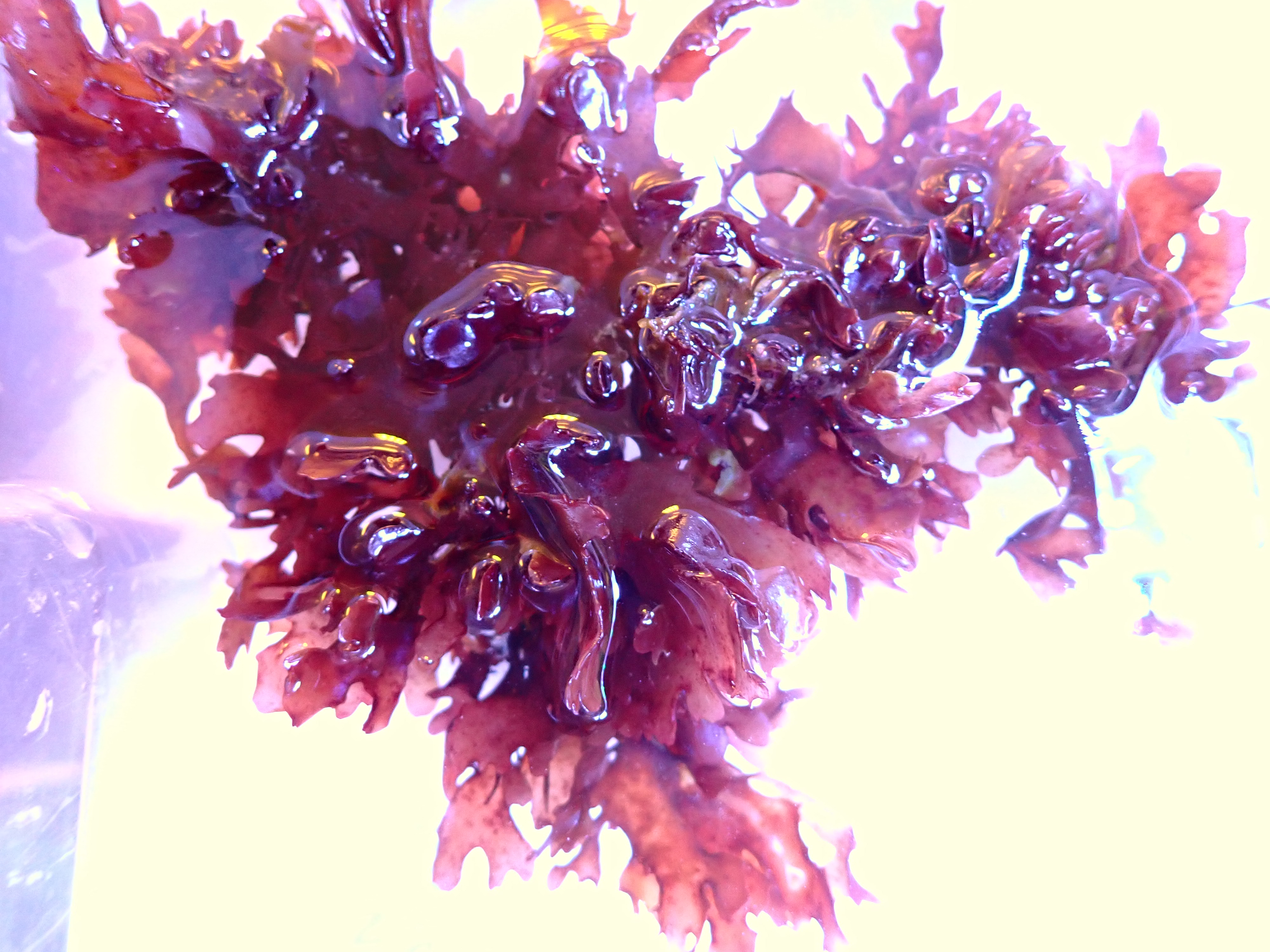 Rhodophyta phylum red