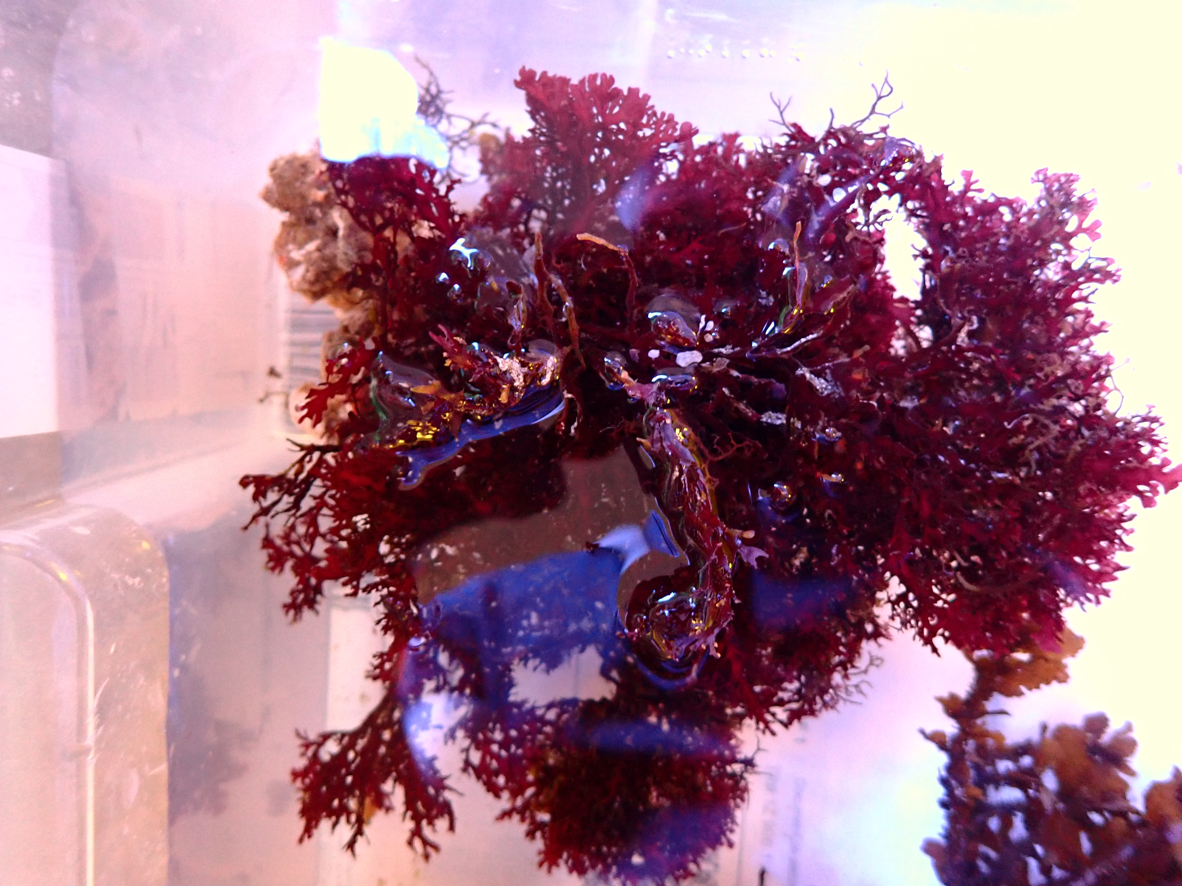 Rhodophyta sp. red