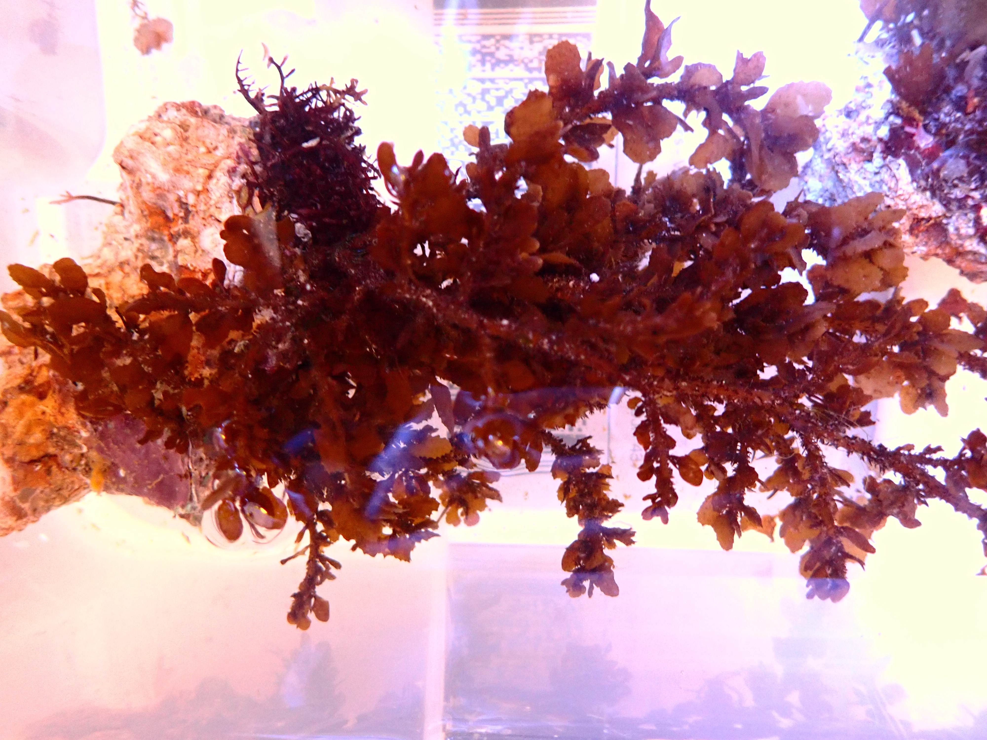 Turbinaria conoides