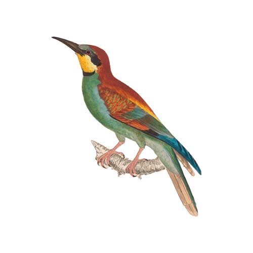 Bee-eater