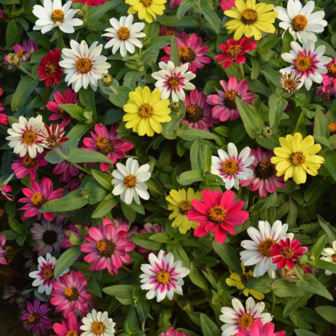 Zinnia - Maryland Mix