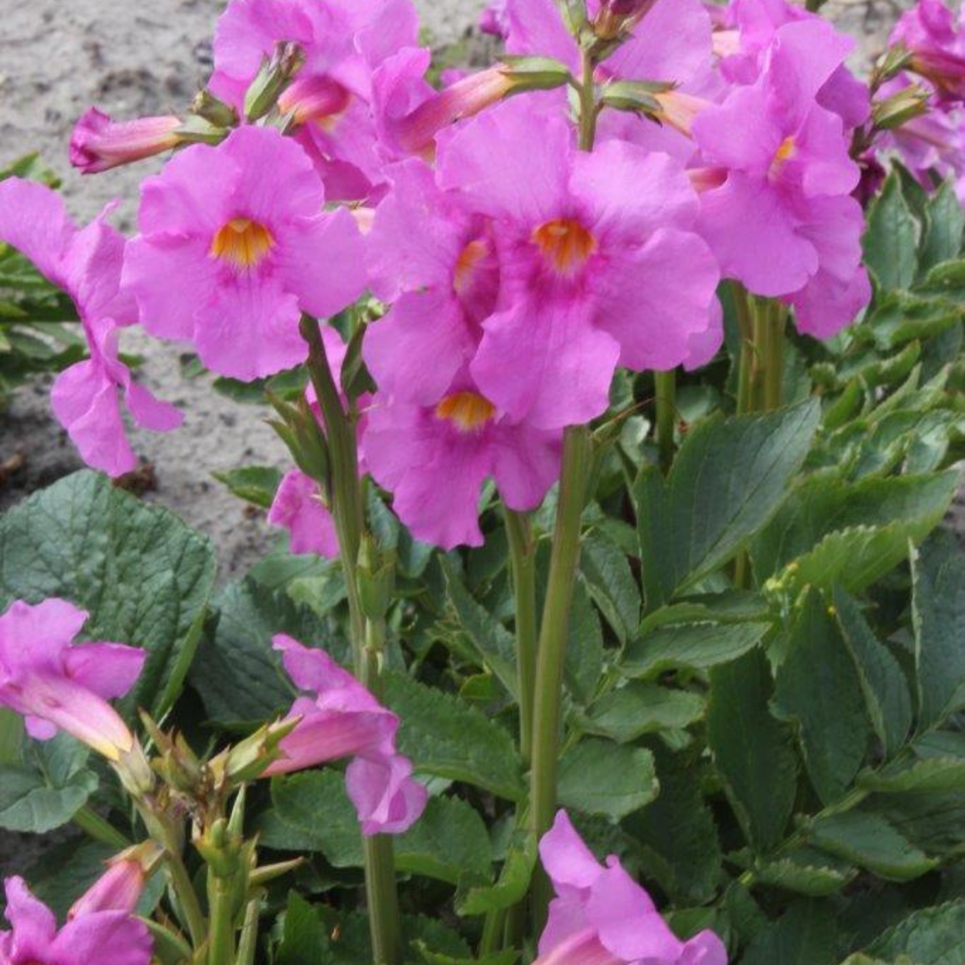 Rosenincarvillea - Rose Carmine