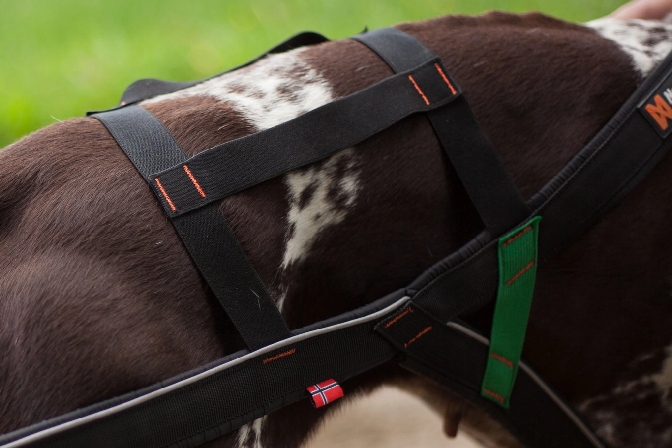 Non-stop Dogwear Nansen Stick Harness - 5