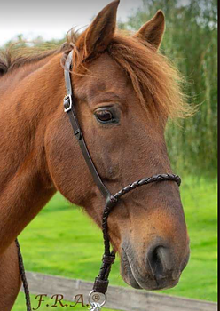 Bosal (anatomisk) F.R.A.® 'Tigo', mörkbrun