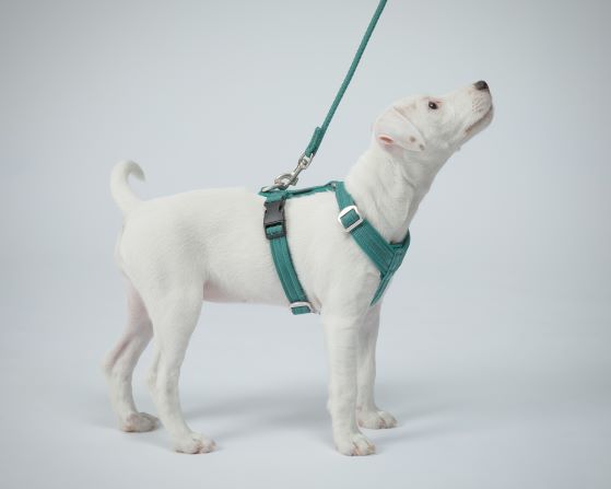 PAIKKA Visibility Rope Leash Koppel - Emerald  - 4