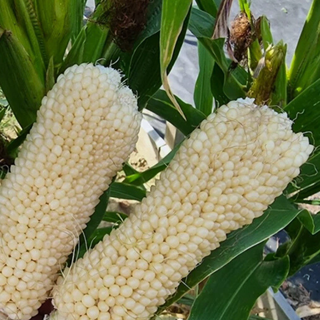 Ekologisk Popcornmajs - Bear Paw