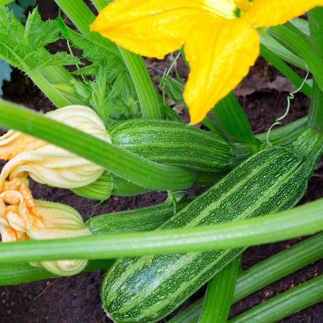 Ekologisk Squash - Cocozelle von Tripolis