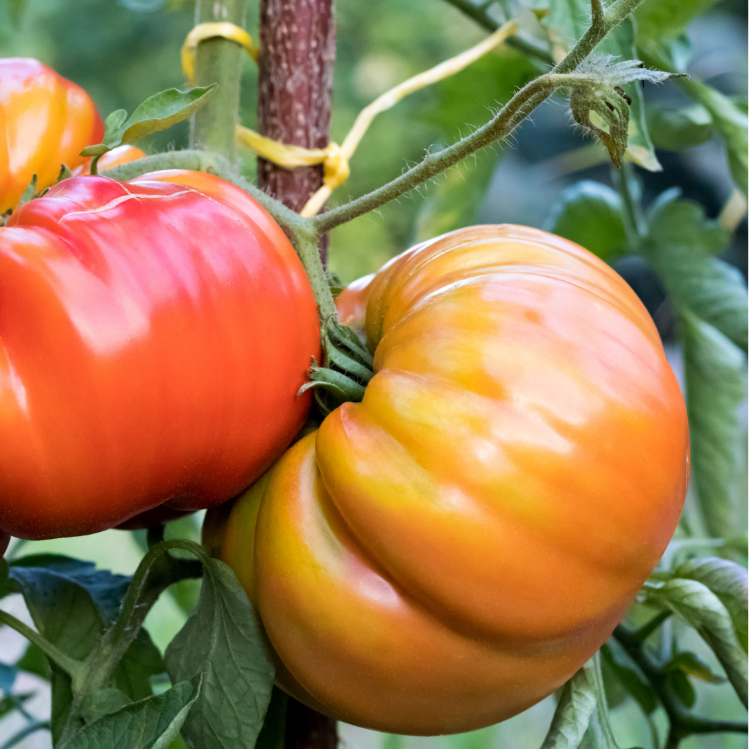 Ekologisk Bifftomat - Oaxacan Jewel - Kultursort