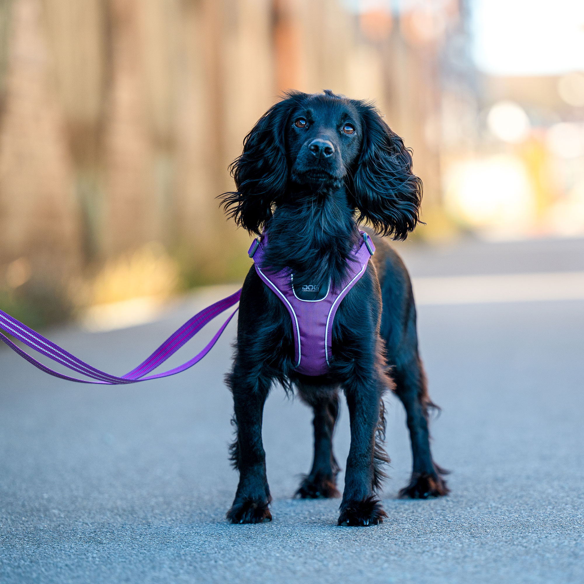 Dog Copenhagen Comfort Walk Go Harness - Black 