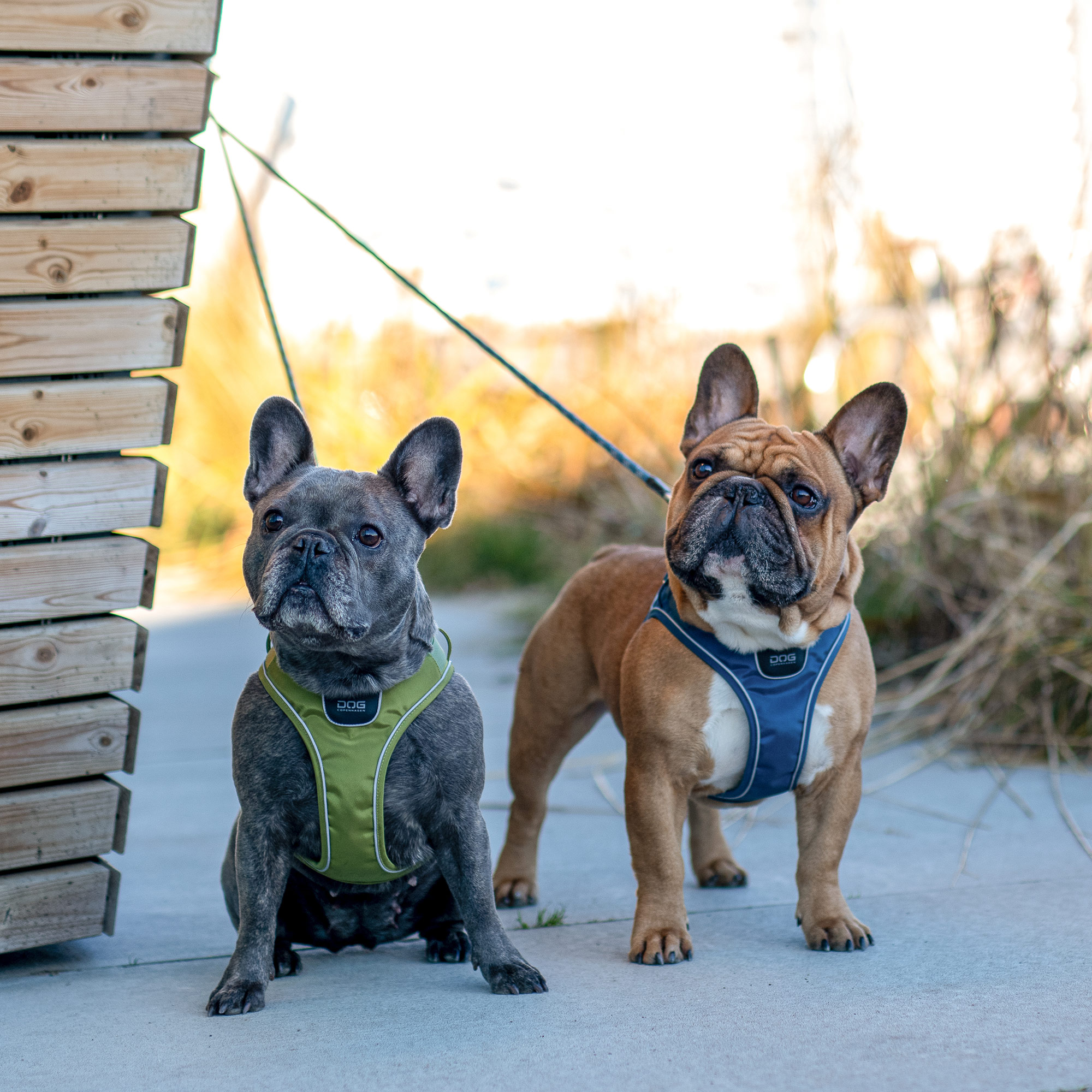 Dog Copenhagen Comfort Walk Go Harness - Ocean Blue 