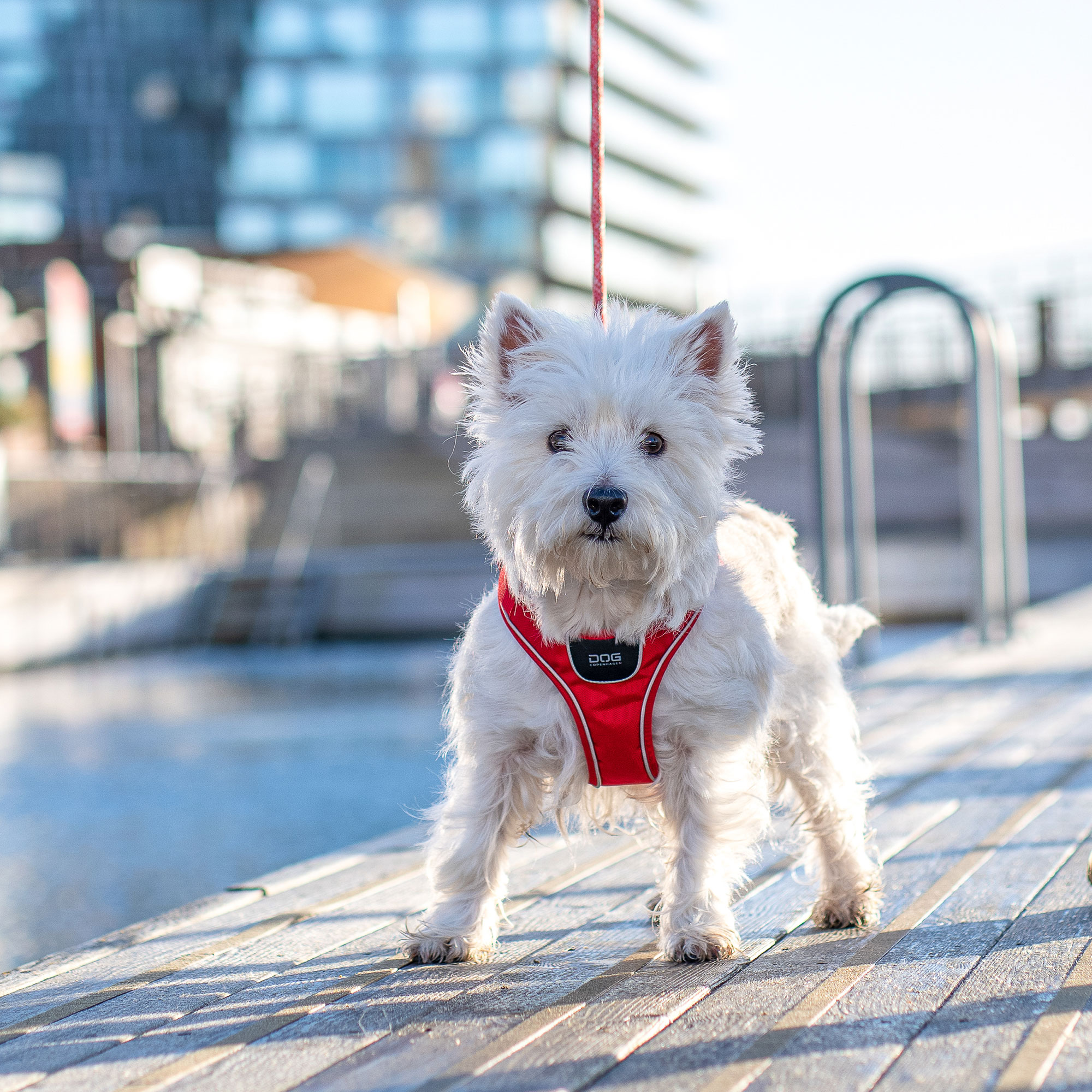 Dog Copenhagen Comfort Walk Go Harness - Ocean Blue 