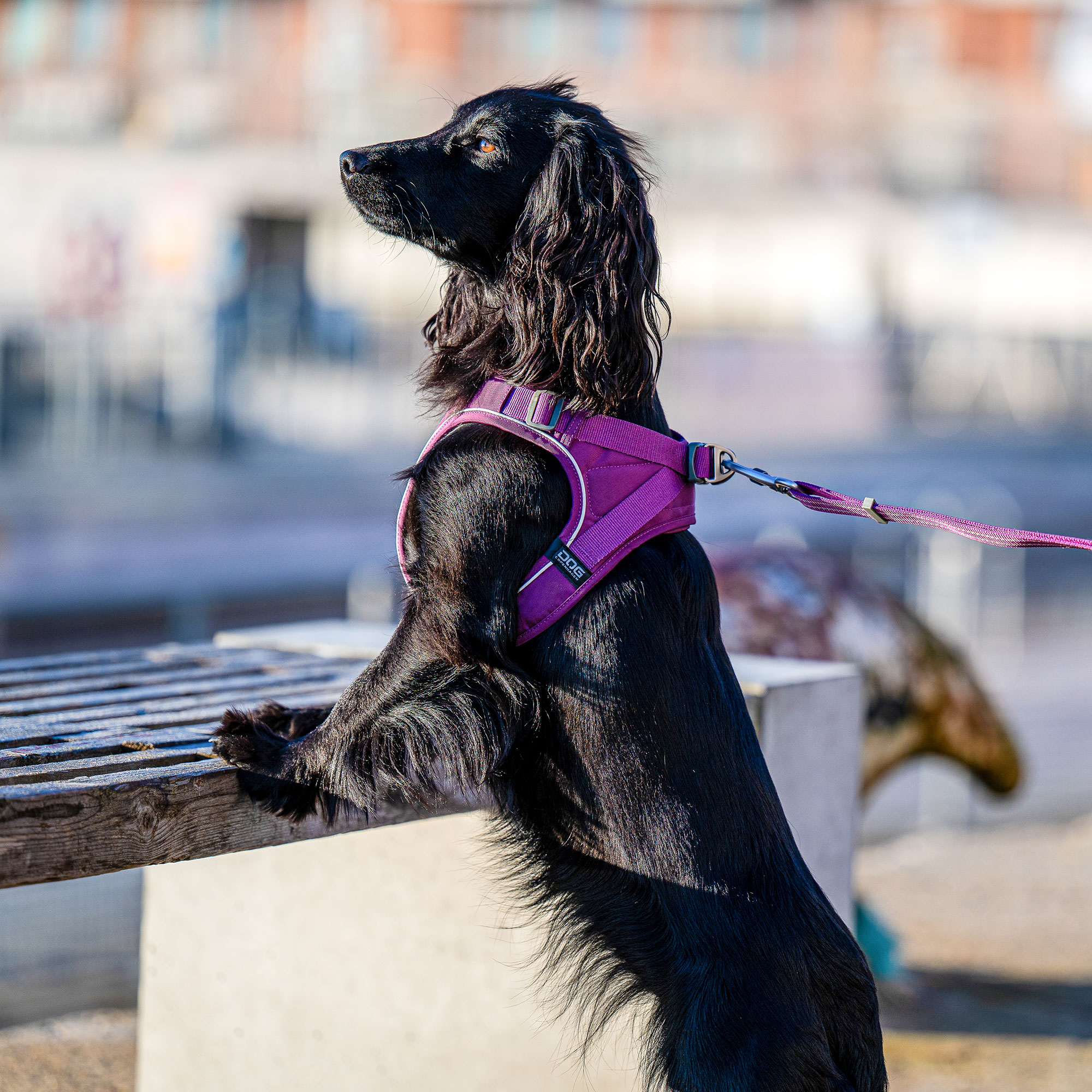 Dog Copenhagen Comfort Walk Go Sele - Orange Sun 