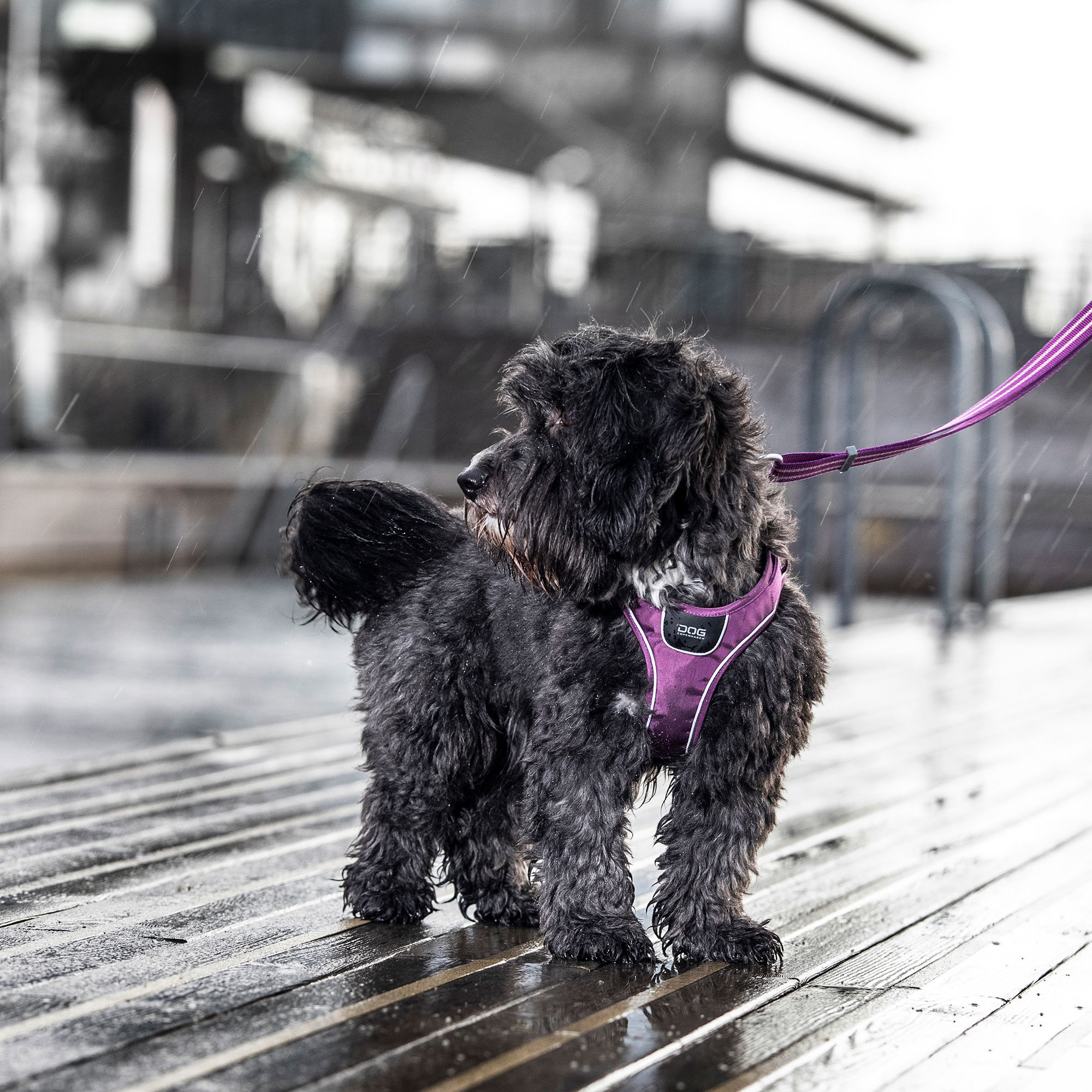 Dog Copenhagen Comfort Walk Go Sele - Orange Sun 