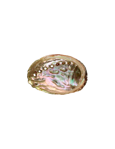 Paua snäckskal - Ej polerat -  8cm