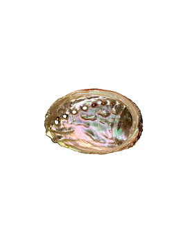 Paua snäckskal - Ej polerat -  8cm