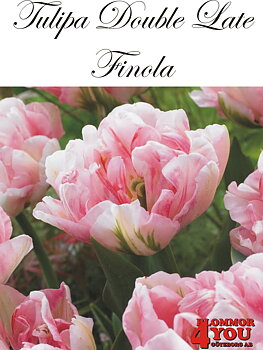 Dubbel sen tulpan    Finola