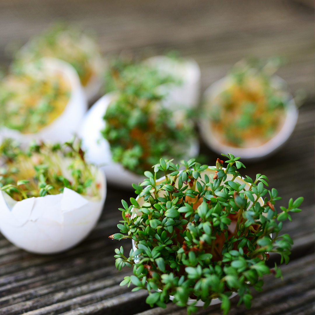 Microgreen - Smörgåskrasse - 3