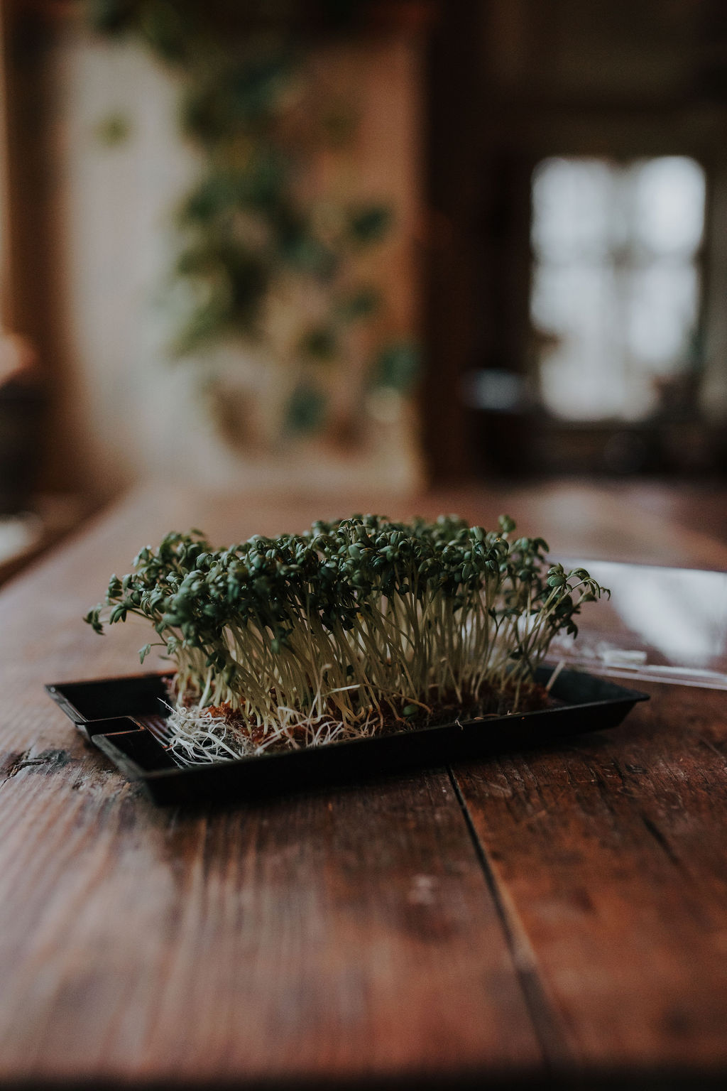 Microgreen - Smörgåskrasse
