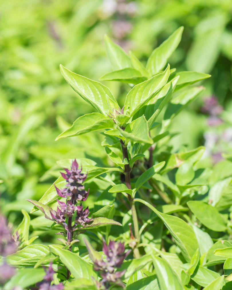 Thaibasilika - Queenette