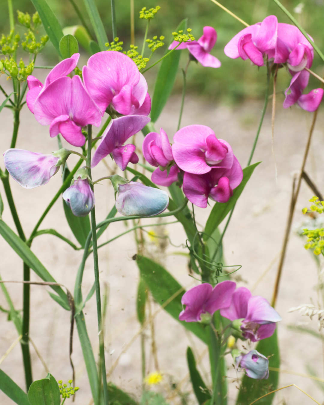 Rosenvial - Pink
