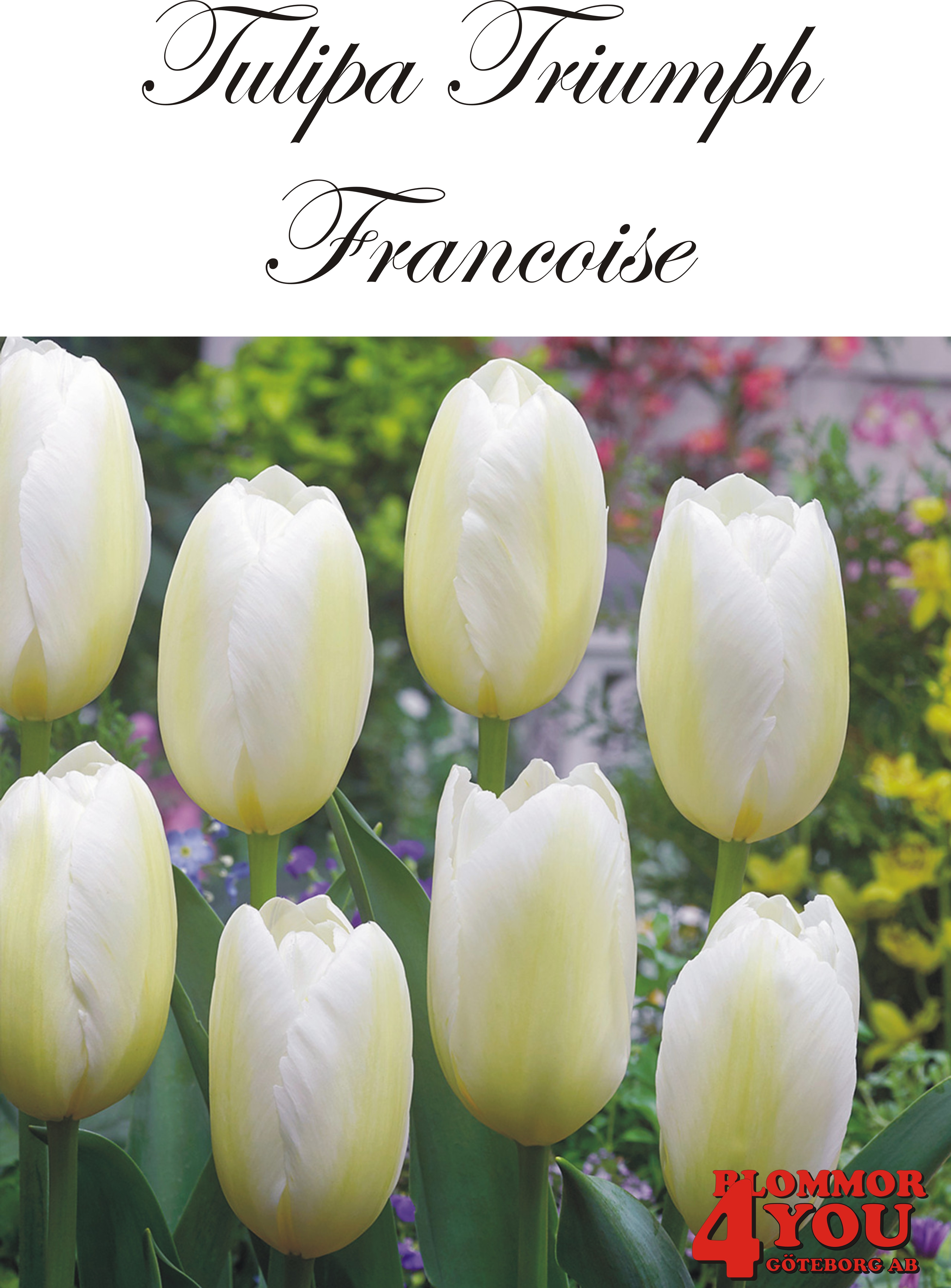 80152  FRANCOISE    TRIUMPHTULPAN