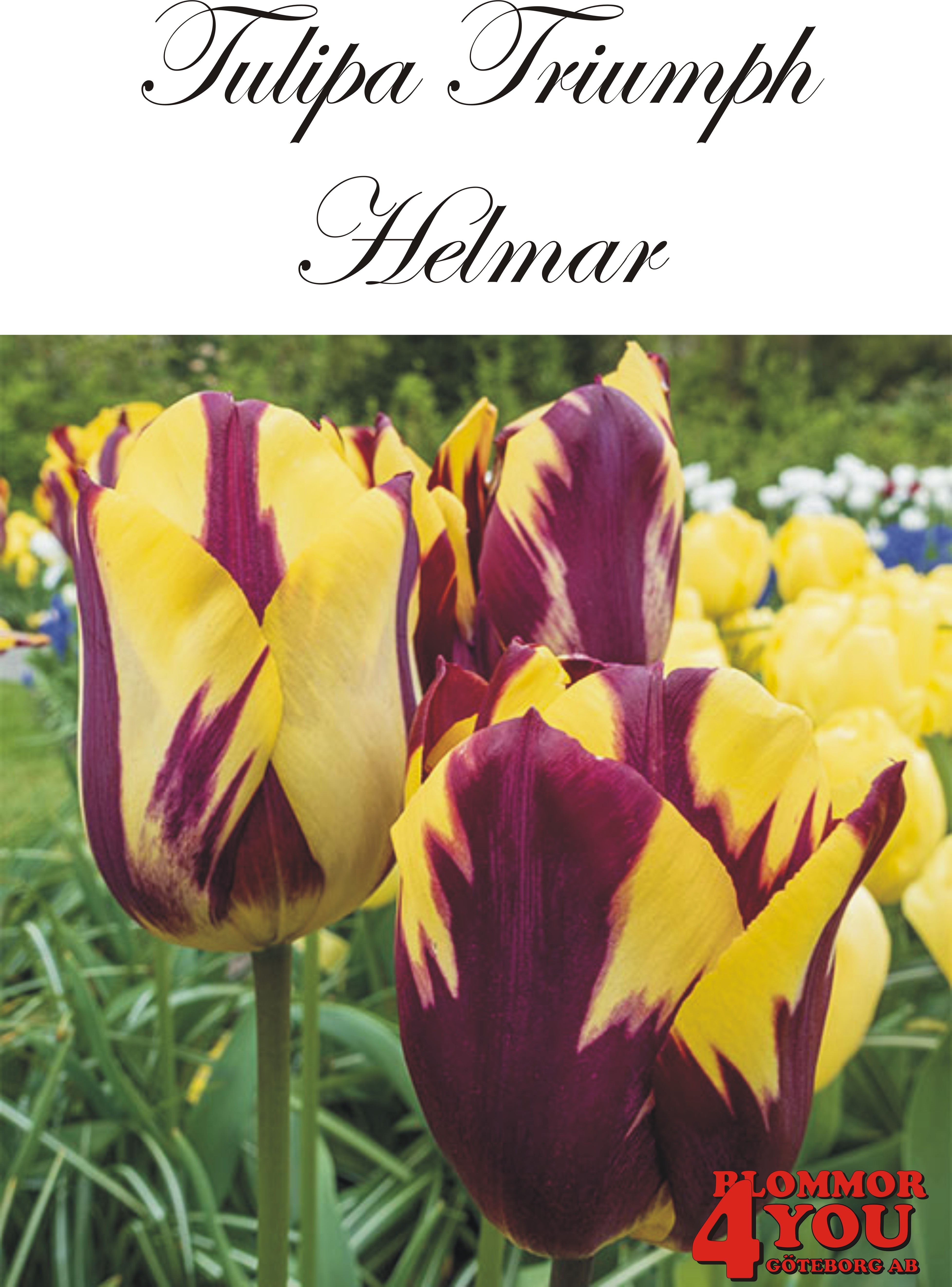 80170  HELMAR       TRIUMPHTULPAN