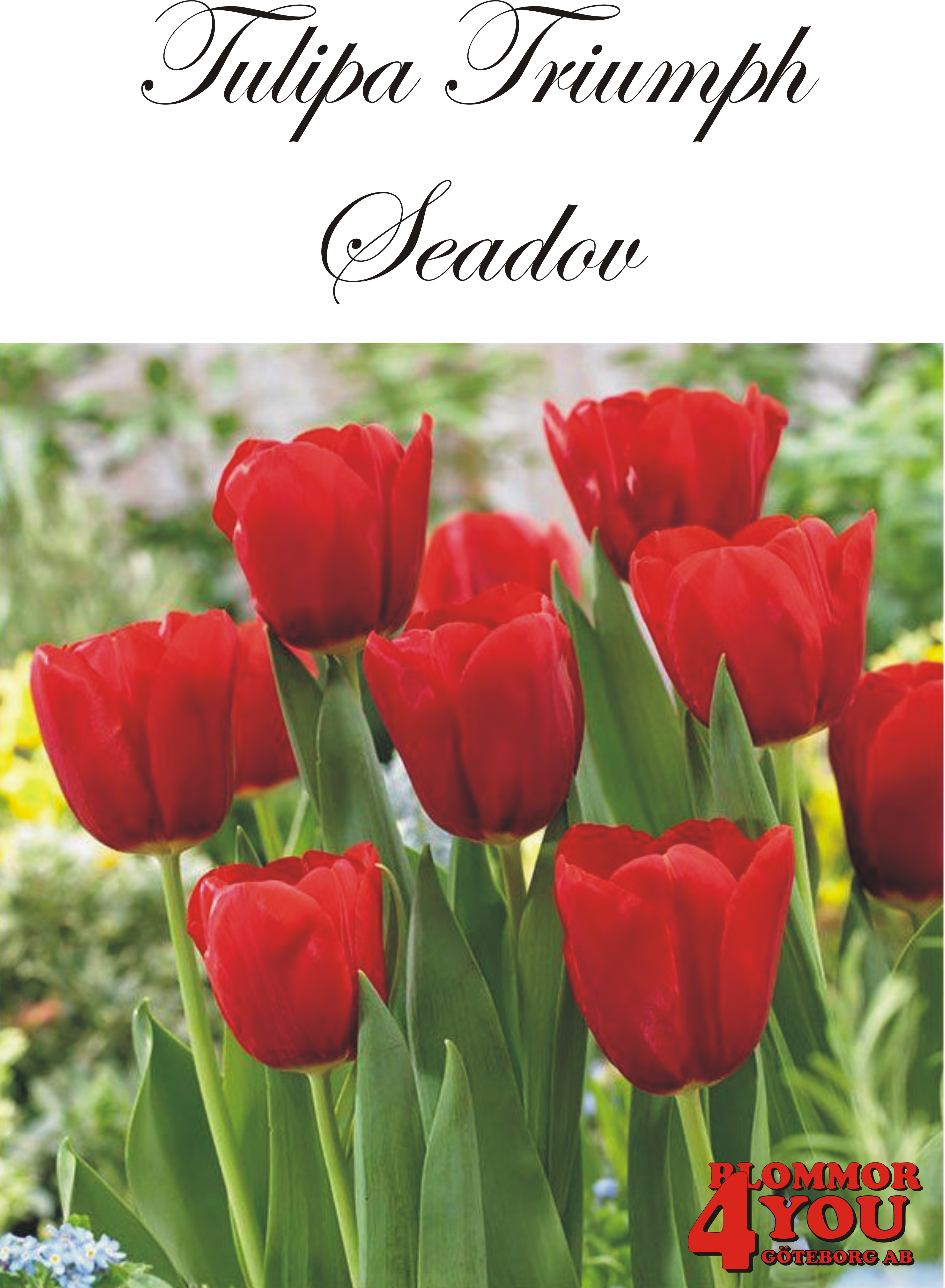 80245  SEADOV  TRIUMPHTULPAN