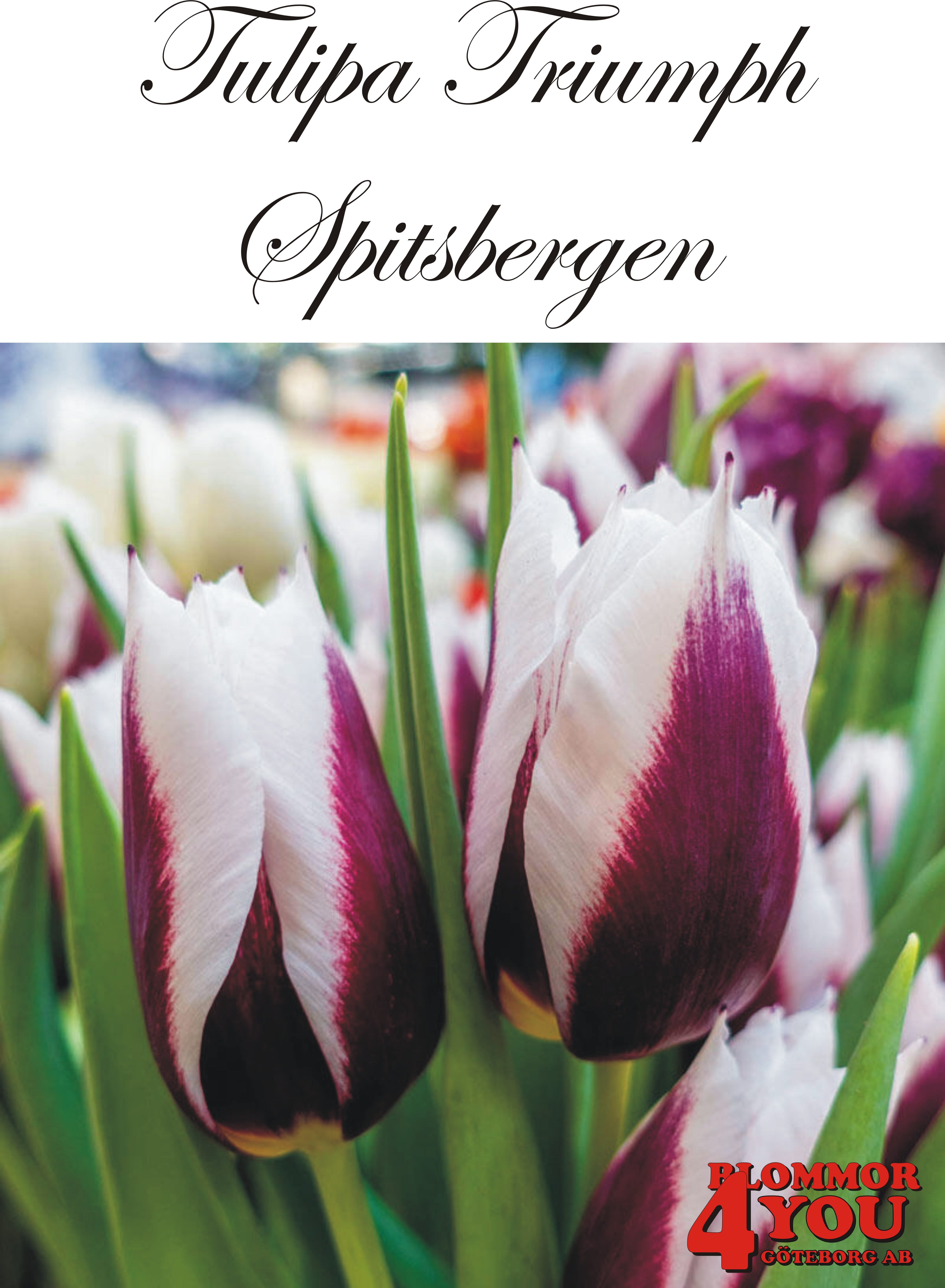 80250  SPITSBERGEN  TRIUMPHTULPAN