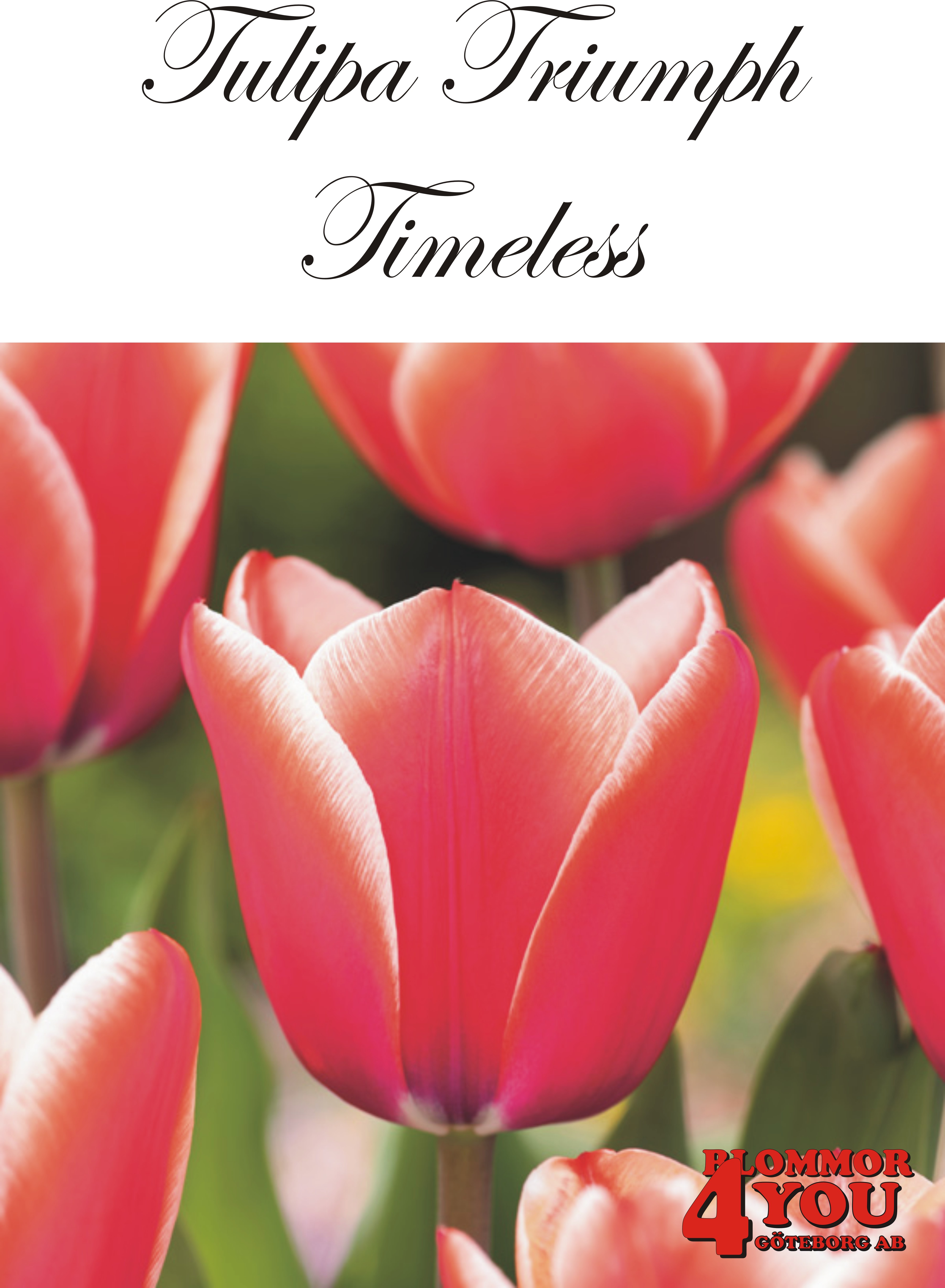 80280  TIMELESS  TRIUMPHTULPAN