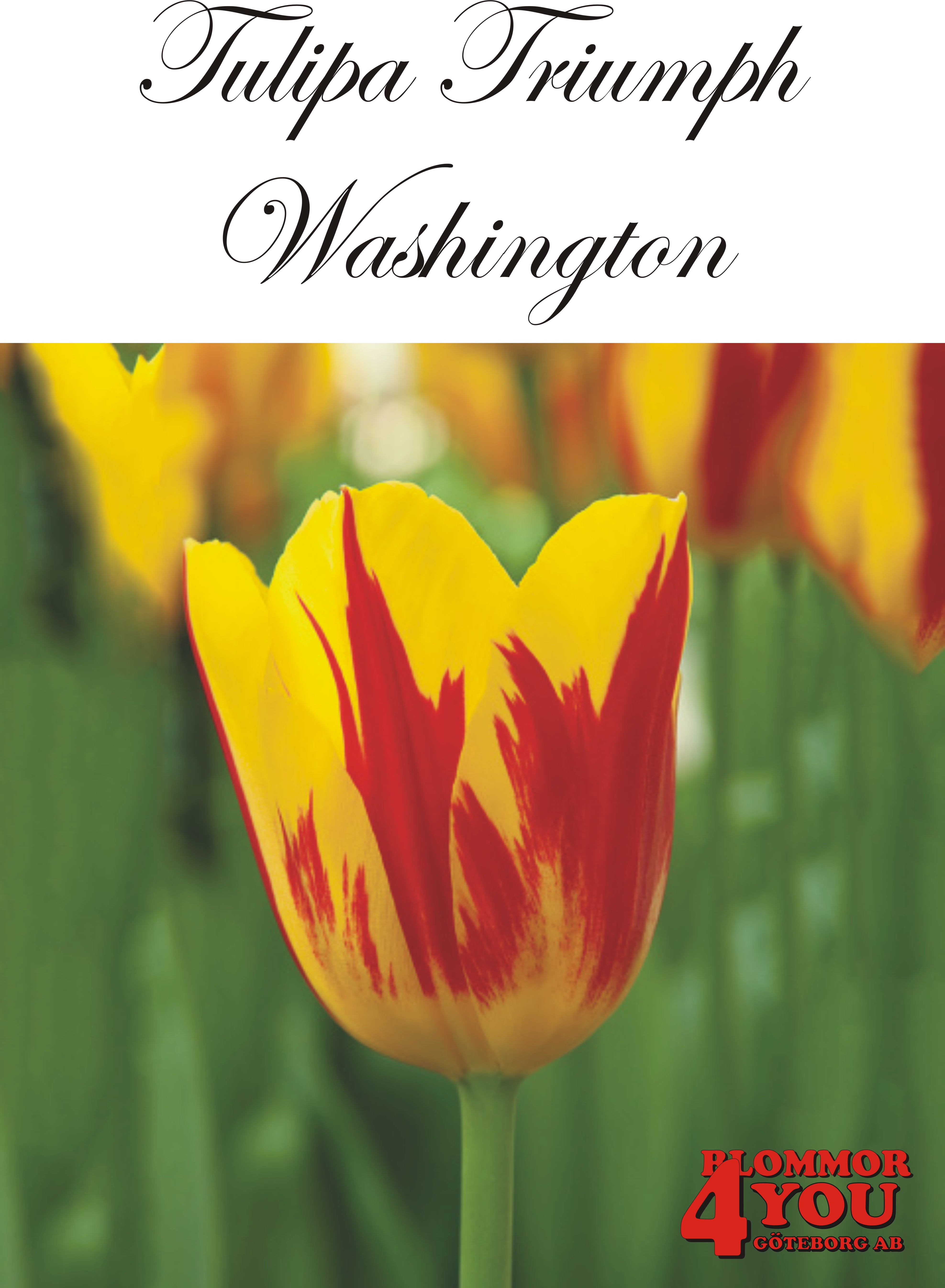 80285  WASHINGTON   TRIUMPHTULPAN