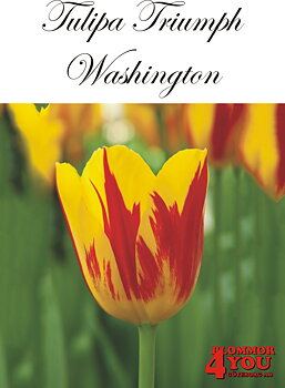 80285  WASHINGTON   TRIUMPHTULPAN