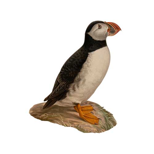 Atlantic puffin