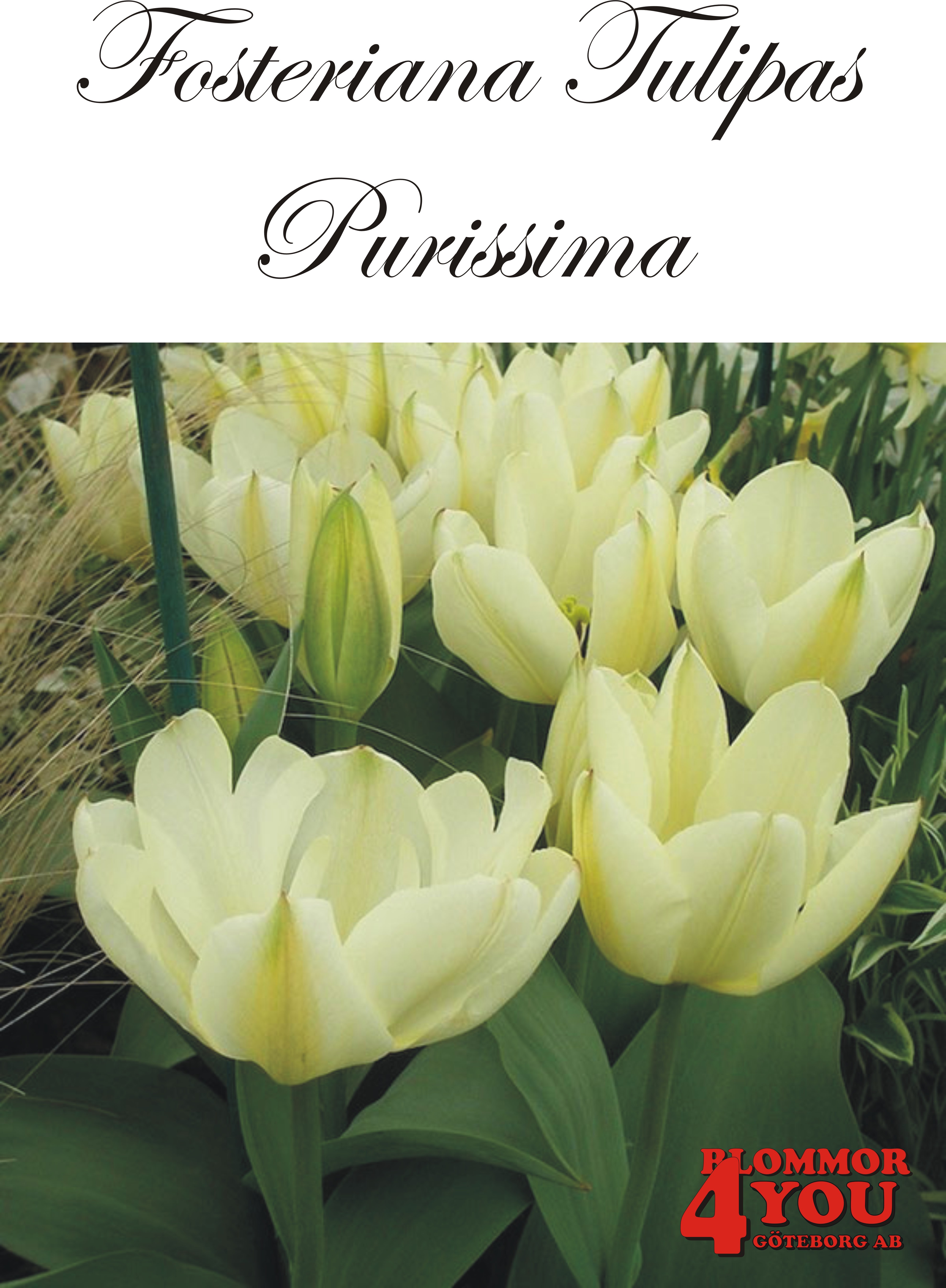80320  PURISSIMA    FOSTERIANATULPAN
