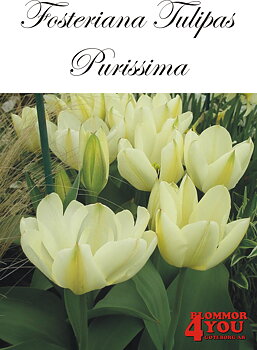 80320  PURISSIMA    FOSTERIANATULPAN