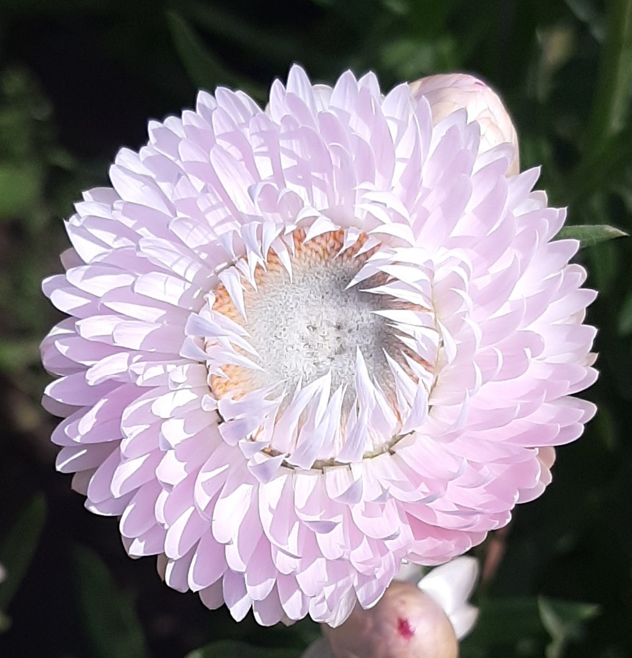 Eternell (jätte)  King Size Silvery Rose 400 frön