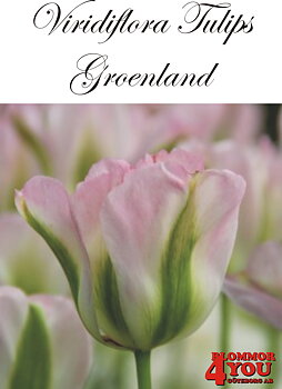 80360  GROENLAND    VIRIDIFLORATULPAN