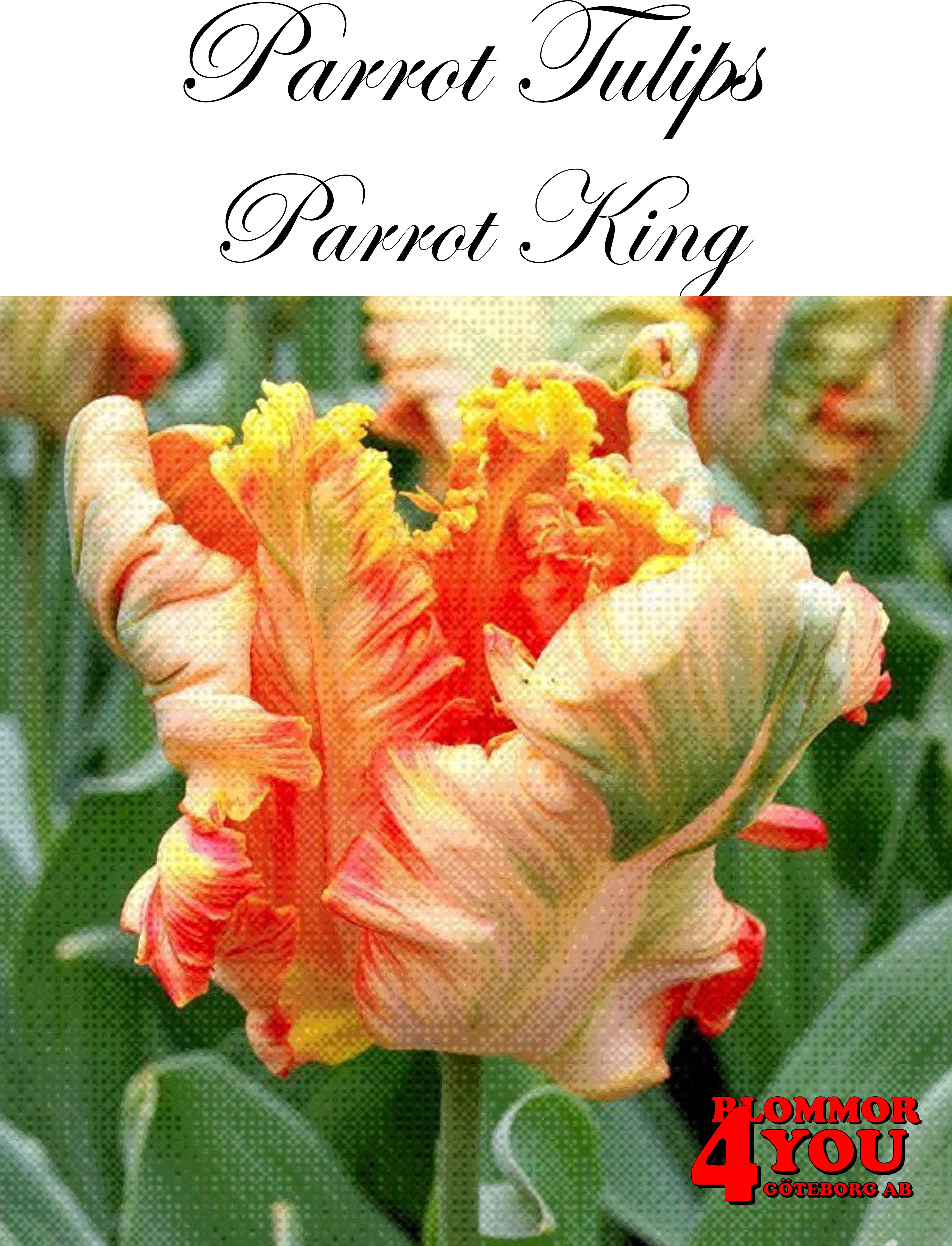 80425  PARROT KING    PAPEGOJTULPAN