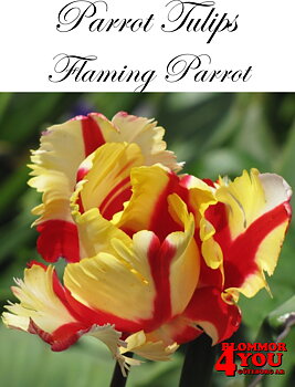 80400  FLAMING PARROT    PAPEGOJTULPAN